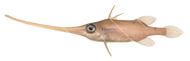 colourful, realistic illustration of the Alcock's Spikefish,Halimochirurgus alcocki, side view.