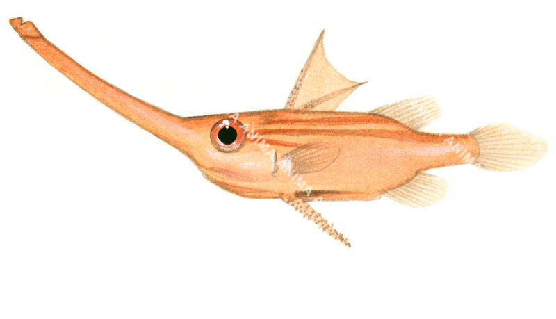 Illustration of a Longsnout Spikefish on white background with its very long snout and its small mouth.