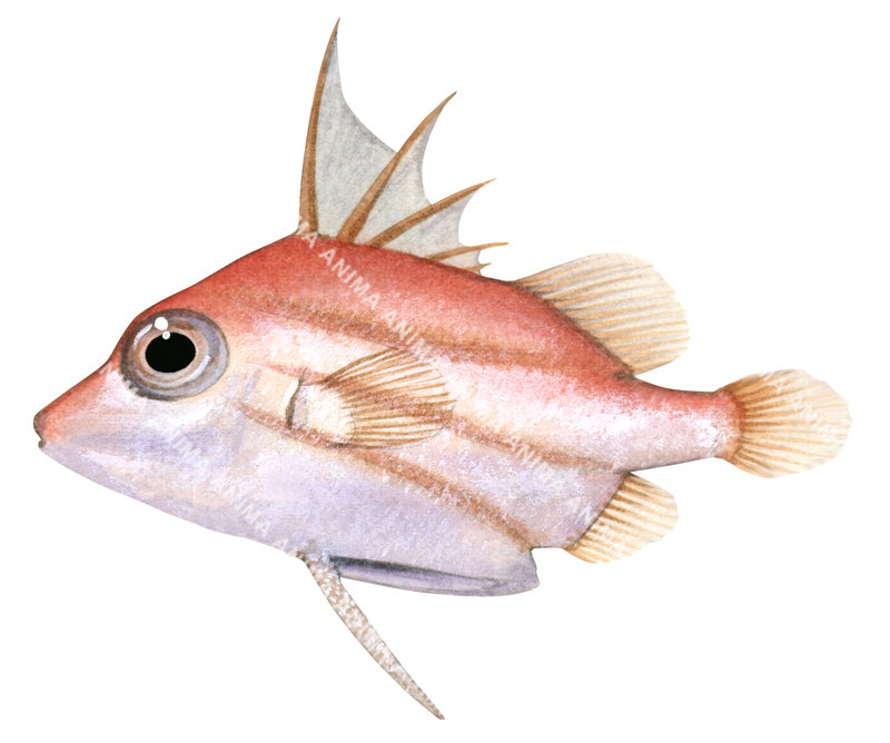 An illustration of the Shortsnout Spikefish on white background, side view with its strong, serrated spines.