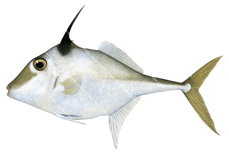 A detailed illustration of the Silver Tripodfish,Triacanthus nieuhofi, colourful, side view, its body is mainly white with a black long dorsal fin.