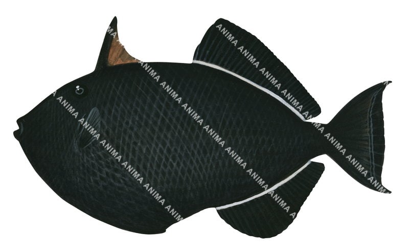 A accurate illustration of the Black Triggerfish on white background, side view, black colouring with a brown dorsal fin and small eye.