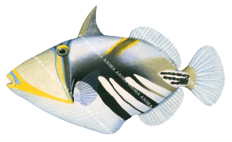 Hawaiian Triggerfish