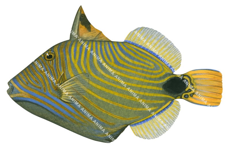 Orangestripe Triggerfish