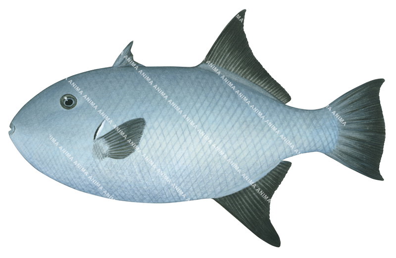 A close up illustration of the Whitespotted Triggerfish on white background, side view with a blue body and dark fins.