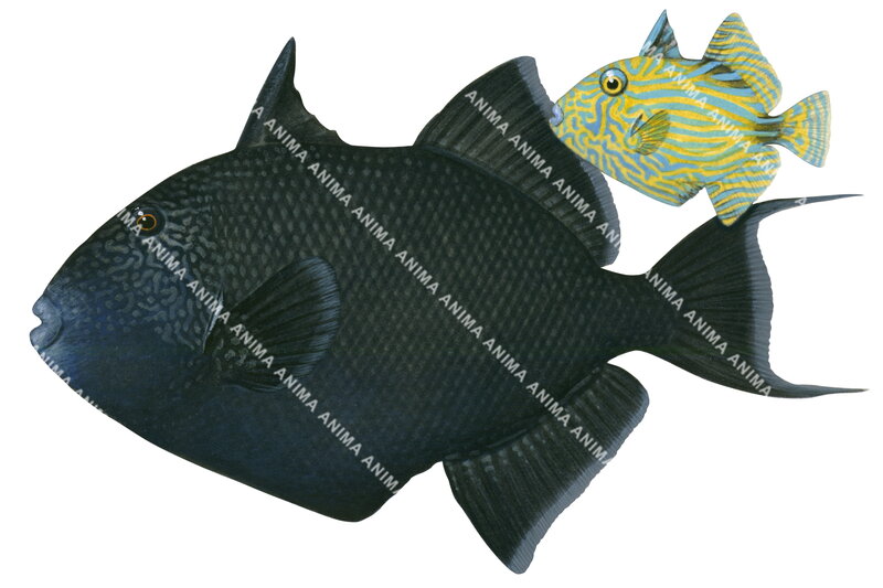 Yellowspotted Triggerfish, Adult and Juvenile