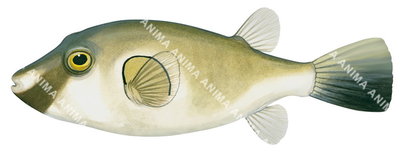 An accurate illustration of the Ringed Toadfish on white background, side view, mostly brownish colouring.