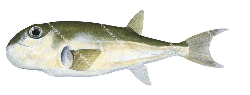 Rough Golden Toadfish