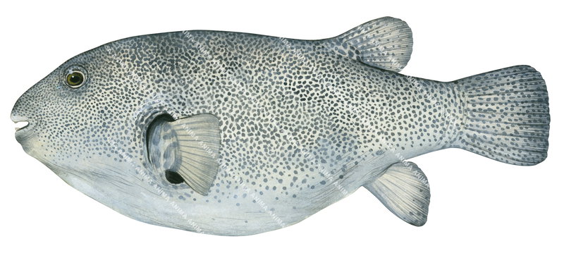 A close-up illustration of a Starry Puffer on white background, side view, mostly light grey colouring and black spots.