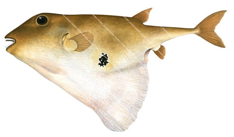 Accurate, detailed illustration Threetooth Puffer,Triodon macropterus, side view.