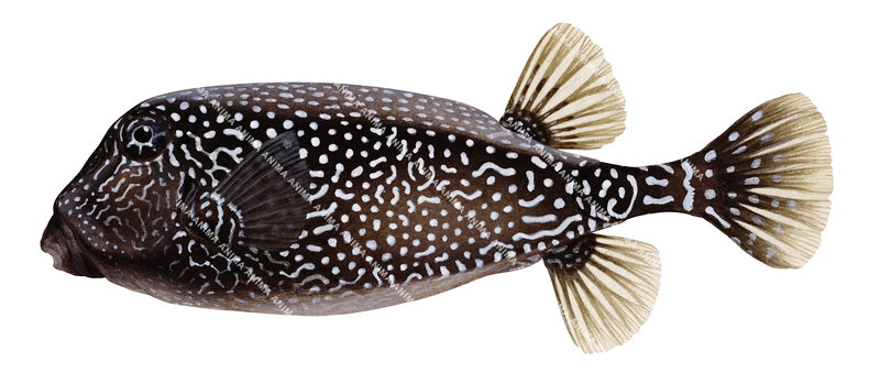 An accurate illustration of the Black Boxfish, Ostracion meleagris, side view, white background with black and white spots all over its body.