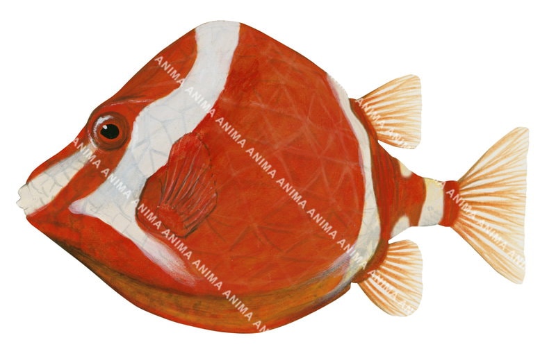 A close up illustration of the Whitebarred Boxfish with a triangular orange body with white stripes and very small mouth.