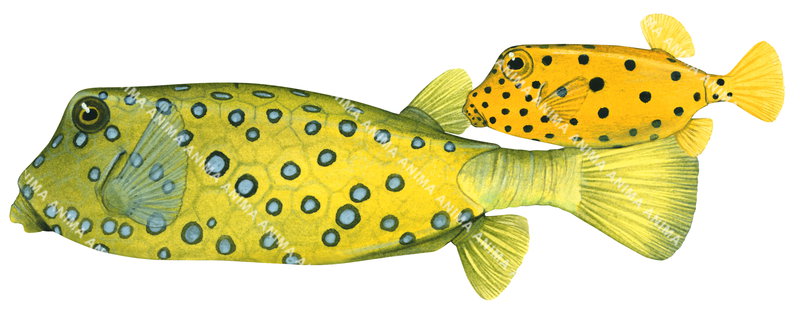 An accurate illustration of the Adult and Juvenile Yellow Boxfish with bright yellow and dark spots for the juvenile, greenish body and blue spots for the adult.