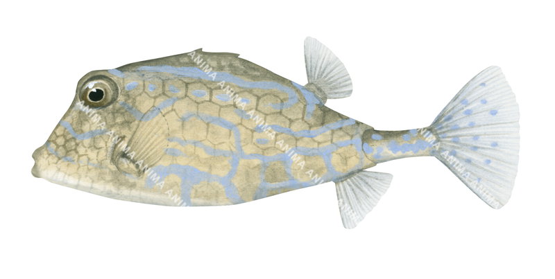 Smallspine Turretfish