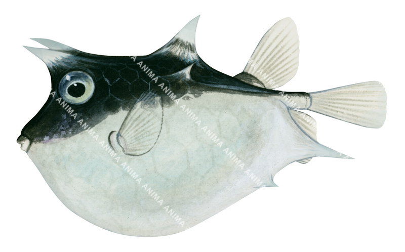 Roundbelly Cowfish,Juvenile