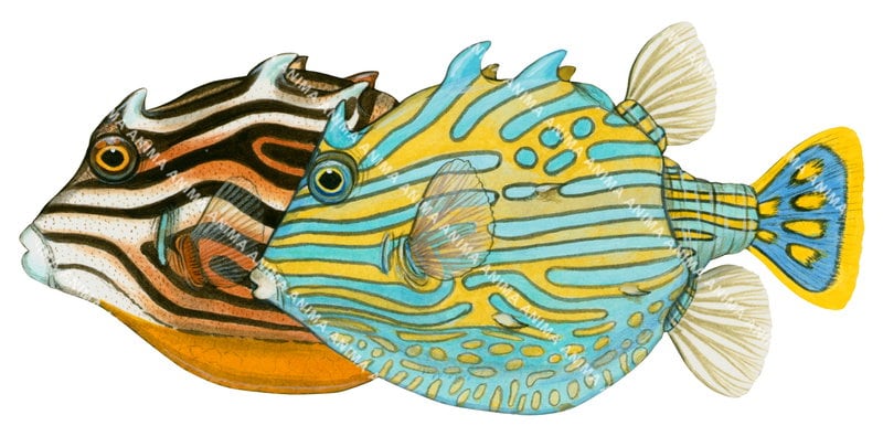 A detailed illustration of a the male and female Shaw's Cowfish with vibrant blue and yellow stripes against a white background for the male and brown and white stripes for the female.