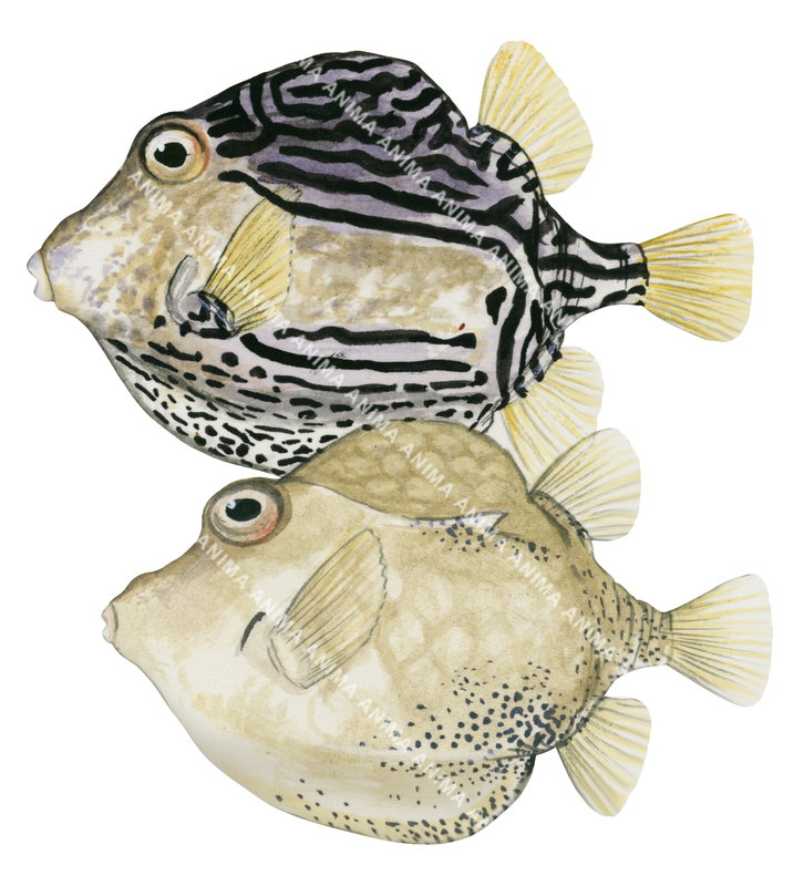 Rigid Boxfish,Male and Female
