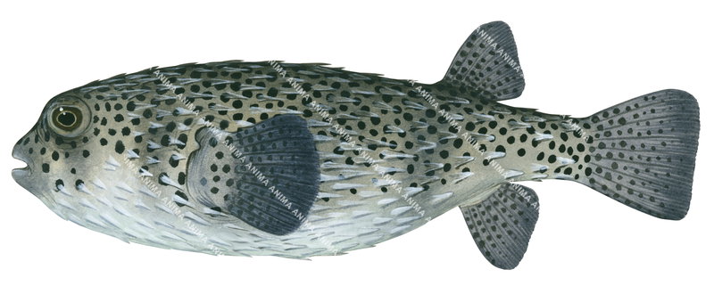 A Scientific illustration of the Spotted Porcupinefish,Diodon hystrix, side view and white background.