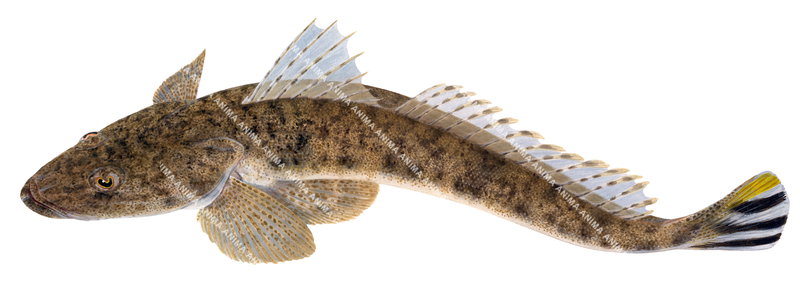 High res illustration of the Yellowtail Flathead,Platycephalus westraliae