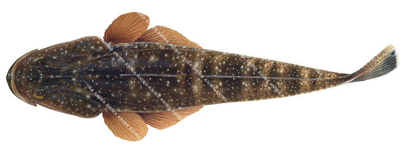 An accurate illustration of the Dusky Flathead, dorsal view on white background with dark to light brown colour all over its body.