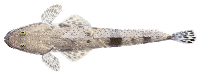 Southern Bluespotted Flathead,Dorsal view