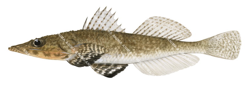 Tuberculate Flathead