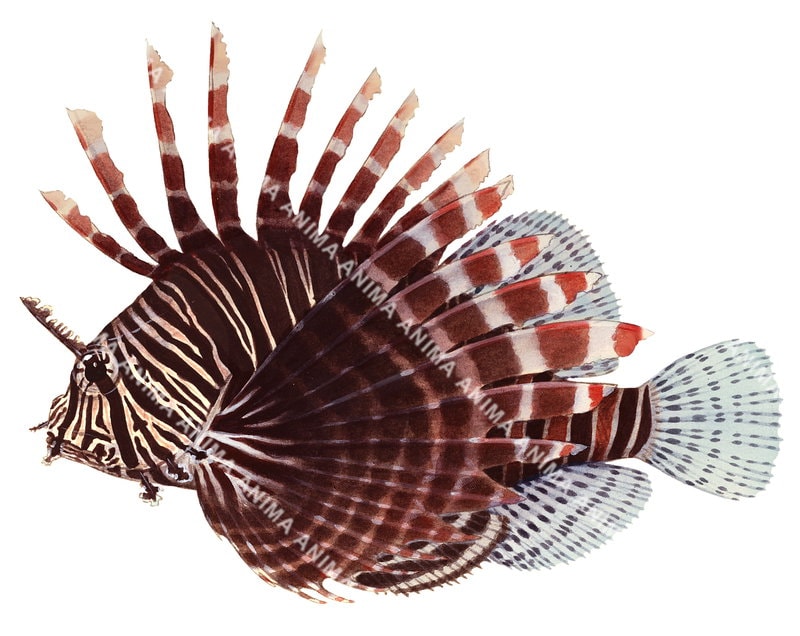high quality accurate illustration of the Common Lionfish,Pterois volitans