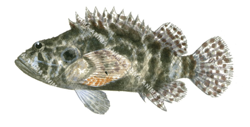 illustration of the Guam Scorpionfish, white background, side view.