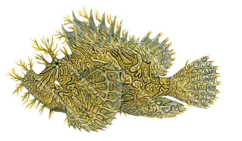 Weedy Scorpionfish