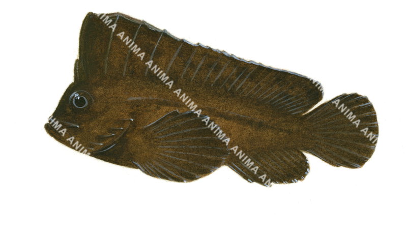 Cockatoo Waspfish,Dark colour