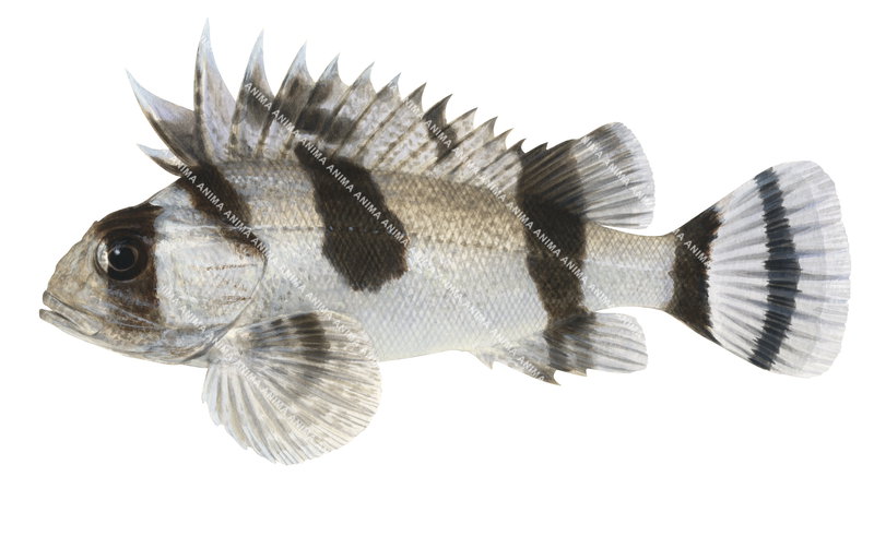 Realistic detailed fish illustration Eastern Fortescue,Centropogon australis