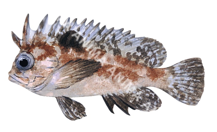 Spotfin Waspfish