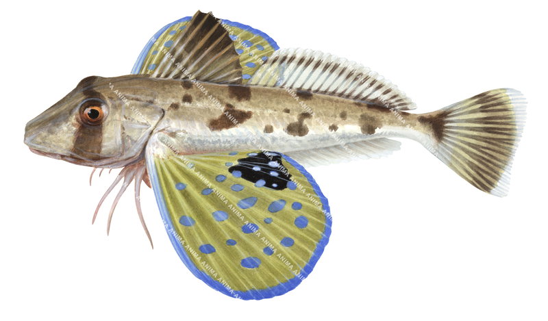 High Res marine image of the Red Gurnard, Chelidonichthys kumu