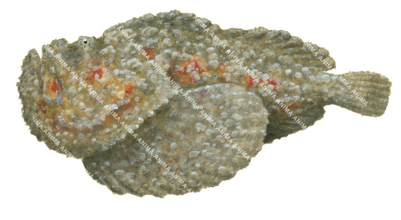 High Res Scientific fish illustration of the Reef Stonefish,Synanceia verrucosa