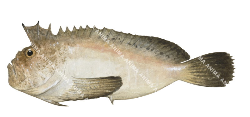 Darkfin Velvetfish