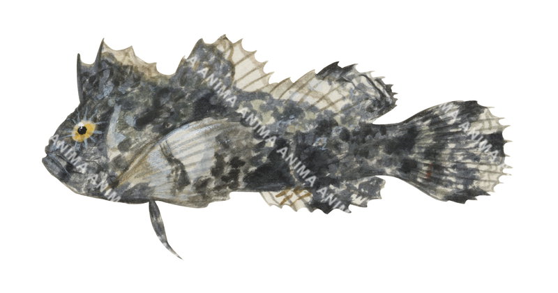 Threefin Velvetfish