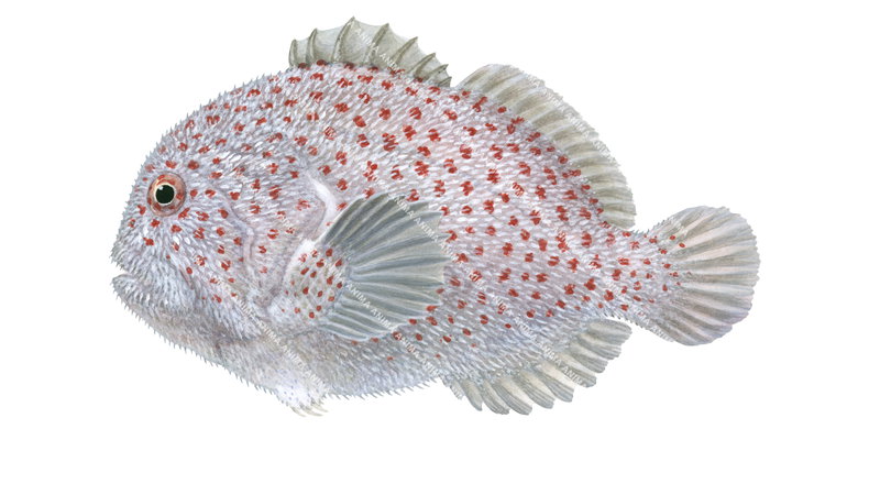 Scientifically accurate marine image of the Spotted Croucher,Caracanthus maculatus