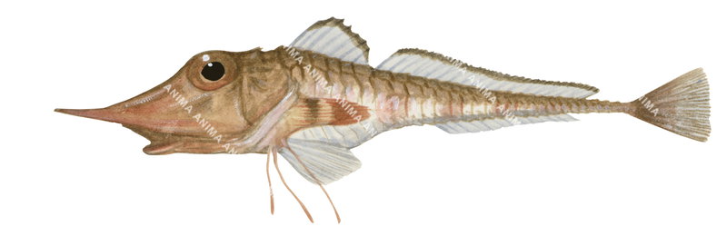 Slender Armour Gurnard