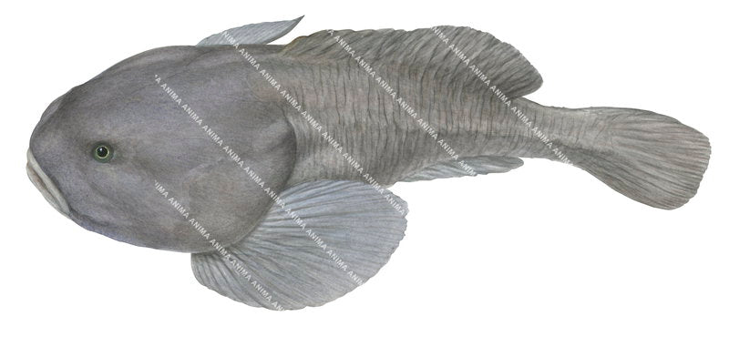 Realistic detailed image of the Smooth-head Blobfish,Psychrolutes marcidus