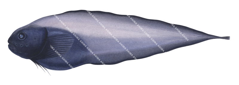 High Resolution Scientificfish illustration Snailfish,Paraliparis sp.
