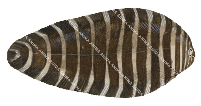 An illustration of the Thickray Sole, dorsal view, it has a brown body with beigne stripes pattern, very small eyes and mouth.