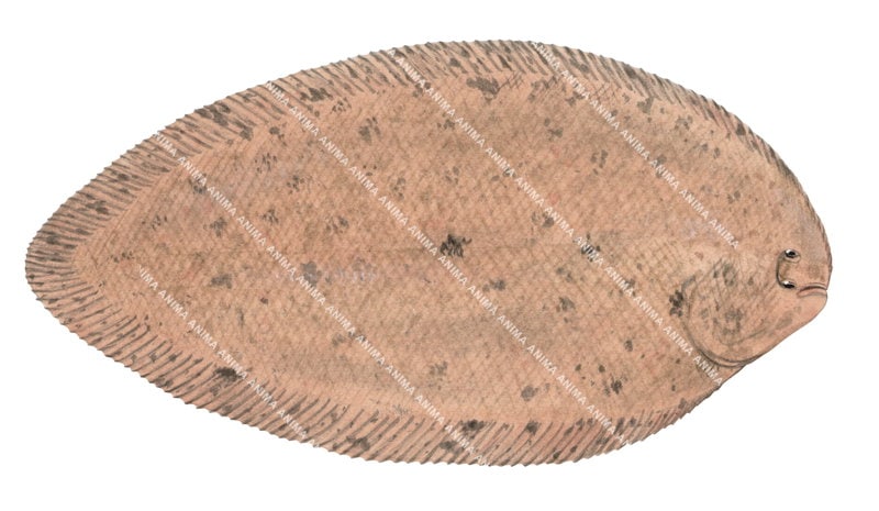 Illustration of the Tufted Sole,Dexillus muelleri on white background, dorsal view.