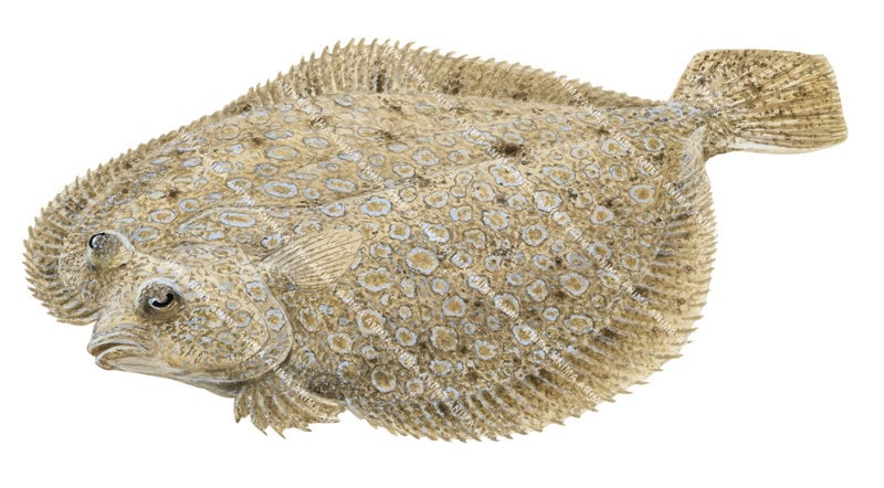 fish illustration of the Oval Flounder,Bothus myriaster, top view.