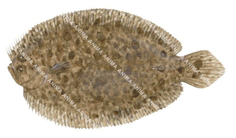 Blotched Flounder