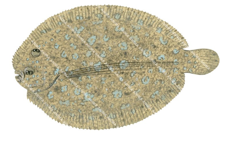 An realistic,detailed illustration of the Flowery Flounder on white background with its body beige colour with green spots.