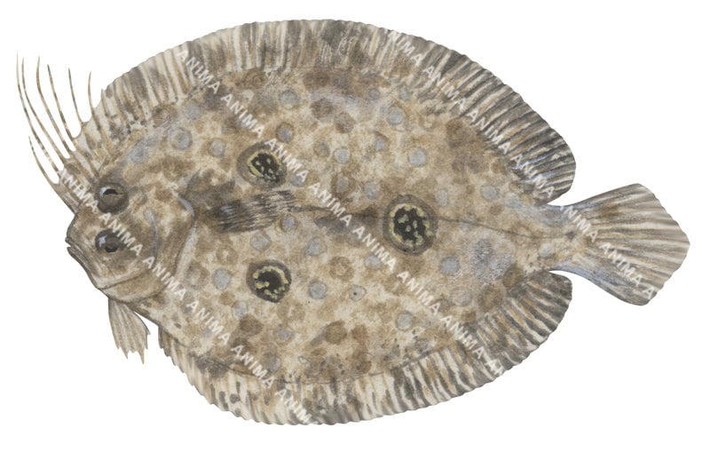 Threespot Flounder
