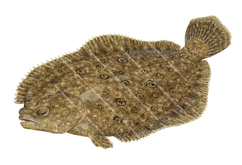 A realistic illustration of the Smalltooth Flounder, top view on white background, mainly brown colour with yellow and black spots.