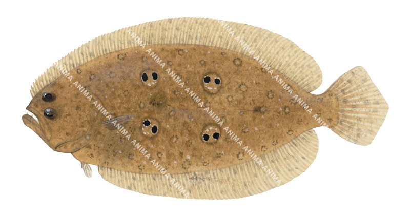 A detailed illustration of the Bigtooth Twinspot Flounder, top view on white background mainly light brown colour with 4 black spots on its body.