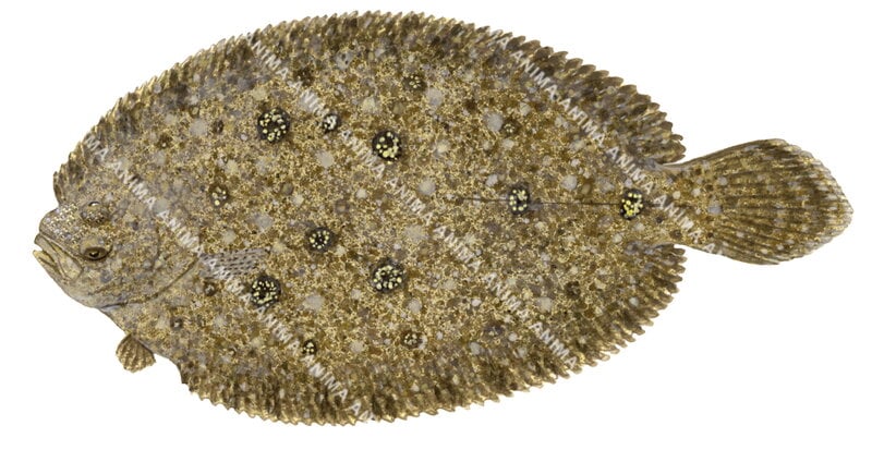 Smalltooth Flounder