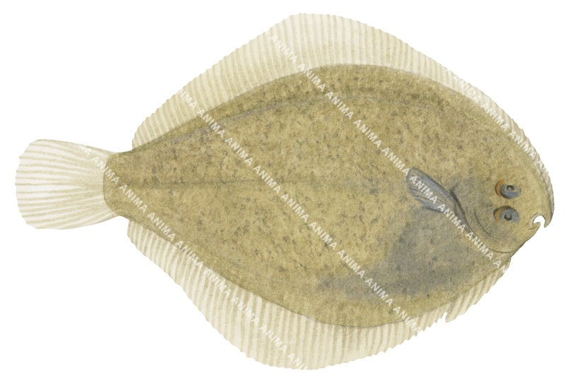 An illustration of longsnout flounder fish on a white background, dorsal view and yellowish/beige colour.