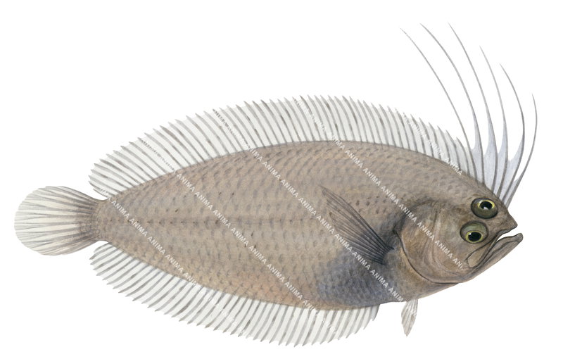 Fish illustration of the Yellow Largescale Flounder,Brachypleura novaezeelandiae, mainly brown colour, side view.
